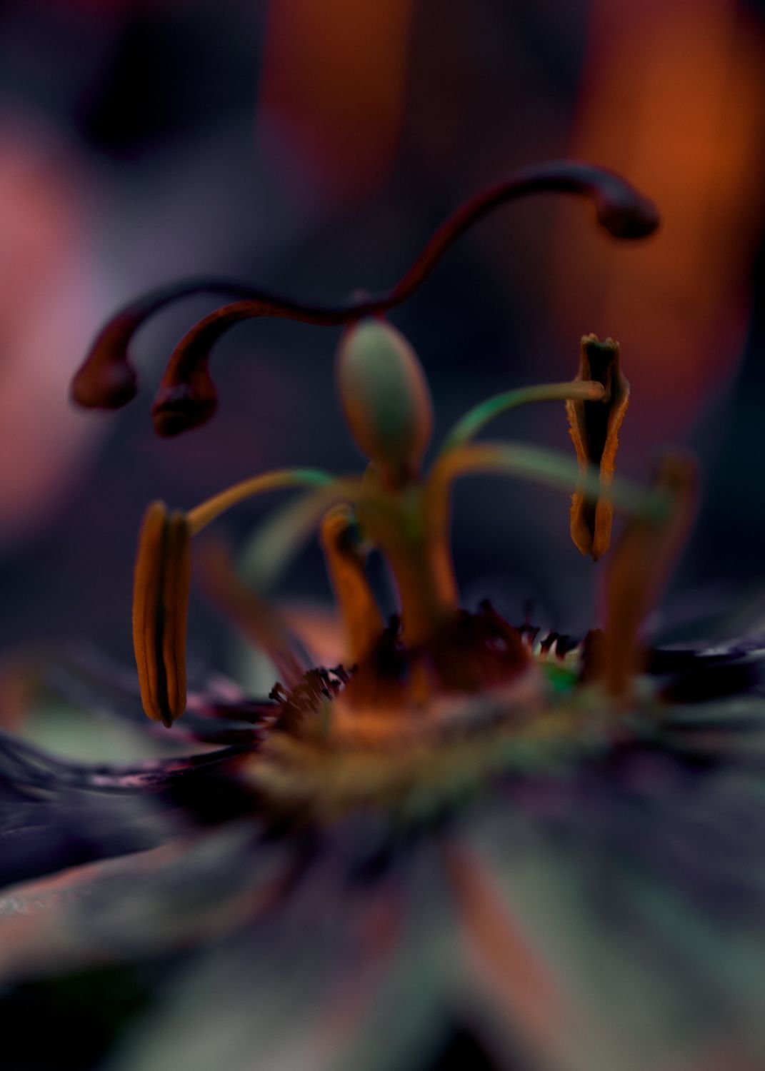 MOTH(ER): Planet Moth x Mother Agency — image 11